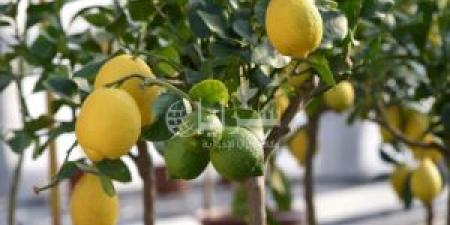 دينار و 65 قرشًا أعلى سعر لليمون في السوق المركزي - تكنو بلس