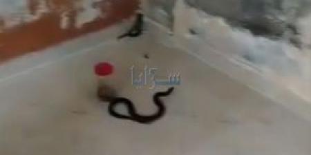 بالفيديو .. أفعى "بدون عيون" تلدغ 3 أفراد من عائلة واحدة - تكنو بلس