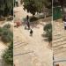 حراس المسجد الأقصى يمنعون مستوطنين من تهريب خروف لذبحه في ساحات المسجد - تكنو بلس