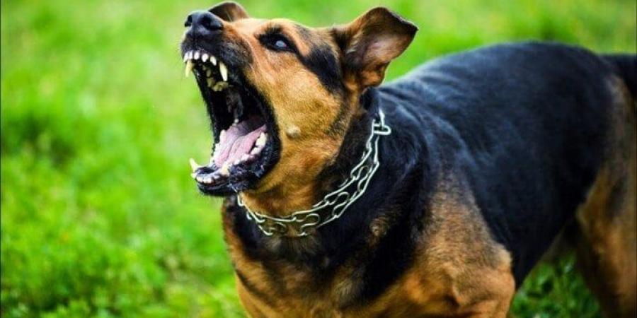 هل الملائكة لا تدخل منزل فيه كلب؟.. أمين الفتوى يحسم الجدل - تكنو بلس