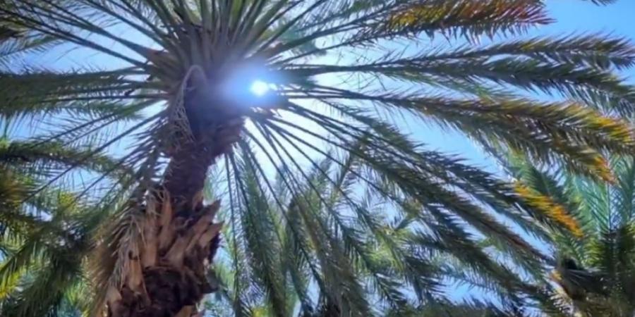 ”النخيل“ يعيد فتح باب التسجيل في برنامج شراء التمور - تكنو بلس