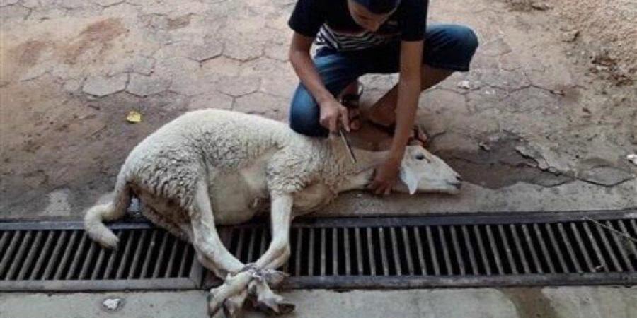سنن الأضحية.. مايستحب فعله عند الذبح - تكنو بلس