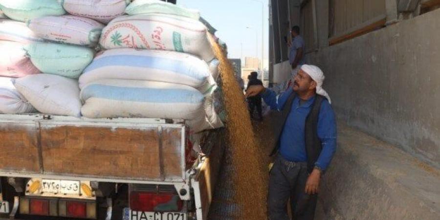 «الذهب الأصفر» يتدفق: شون وصوامع بني سويف تستقبل أكثر من 113 ألف طن من القمح - تكنو بلس