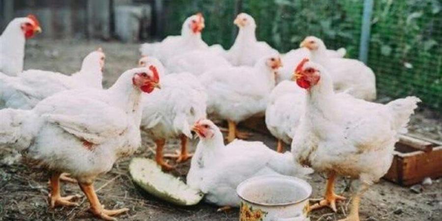 أسعار الفراخ والبيض اليوم الخميس.. كيلو البلدي بكام؟ - تكنو بلس