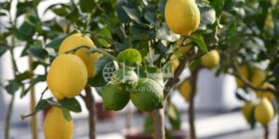 دينار و 65 قرشًا أعلى سعر لليمون في السوق المركزي - تكنو بلس