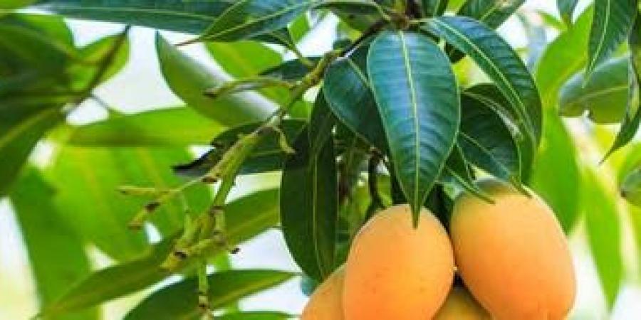 لعشاق المانغو.. خبيرة تكشف فوائدها في ضبط السكري وإنقاص الوزن - تكنو بلس